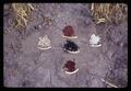 Samples of beans from five varieties on ground, 1966