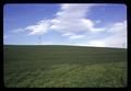 Wheat field and power transmission lines, Wasco County, Oregon, March 1968