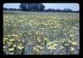 Tansy in field near Albany, Oregon, 1981