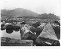 Spruce logs in Depot Slough near Toledo