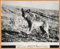 Coyote in the Trap, caught in the 1930's near Antelope