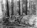 Giant Firs. 'Falling giant firs in the foothills near The Club at Devil's Lake afford a beautiful sight in healthful surroundings—in these huge living scrolls are growing ten centuries of time—a sight to behold and abound in.'