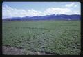 Alfalfa varietal test plots, Southern Oregon Agricultural Experiment Station, Medford, Oregon, 1967