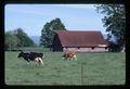 Cows in front of barn near Peoria, Oregon, 1975