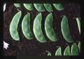 Closeup of best large lima beans, Oregon State Fair, Salem, Oregon, 1975