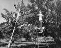 Cherry pickers - two boys on ladders