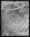 Gambel's sparrow nest