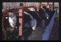 Beef cattle in feeding trial at Umatilla Branch Experiment Station, 1966