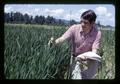 Bob Johnson measuring growth of wheat plant, Oregon State University, Corvallis, Oregon, circa 1973