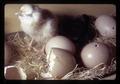 Newly hatched chick and eggs starting to hatch open, Oregon Museum of Science and Industry, Portland, Oregon, March 1972