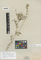 Astragalus gormani Wight