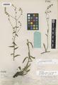 Echinospermum diffusum Lehm var. hispidum A. Gray