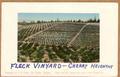 Vineyard of J.A. Fleck, The Dalles, Oregon. Grapes from this vineyard won prizes at three World's Fairs.