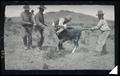 Roping a calf