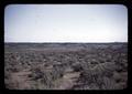 Sagebrush near Hermiston, Oregon, circa 1965