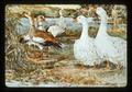 Painting of ducks by Hashime Murayama, 1979