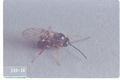 Diastrophus kincaidii (Thimbleberry stem gall wasp)