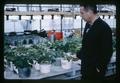 Dr. David P. Moore with excess manganese experiment in Greenhouse, 1964