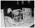 Dinosaur fossil exhibit at Northwest Science Exposition, 1958