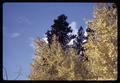 Autumn foliage near Sisters, Oregon, 1966