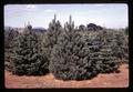 Mature Douglas fir christmas trees, Benton County, Oregon, August 1968