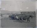 Dairy cattle in a stockade corral