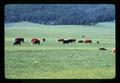 Cows in pasture near McGuire farm, Oregon, circa 1970