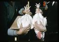 Dr. Robert W. Henderson and Dr. Paul E. Bernier examining chickens, 1963