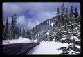 Douglas fir trees in snow, Cascade Mountains, Oregon, 1967