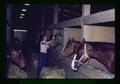 Student petting horse, Equitation Center, Oregon State University, Corvallis, Oregon, circa 1972