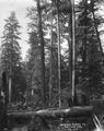 Felling spruce trees on the Oregon coast