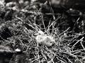 Band-tailed Pigeon squab in nest