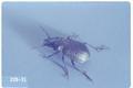 Calosoma cancellatum (Ground beetle)