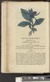 A New Family Herbal or Familiar Account of the Medical Properties of British and Foreign plants also their uses in Dying and the Various Arts arranged according to the Linnaean System [p044]