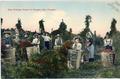 Hop picking scene in Oregon City, Oregon