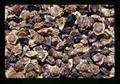 Closeup of sugar beet seeds, Corvallis, Oregon, circa 1972