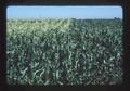 Sweet corn along I-5 near Jefferson exit, Jefferson, Oregon, 1975