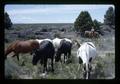 Reub Long herding horses in Devil's Garden, Lake County, Oregon, circa 1972