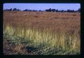 Bluegrass seed field on Kropf farm, Harrisburg, Oregon, July 1971