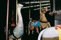 Herschell-Spillman Noah's Ark Carousel (Portland, Oregon)