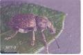 Dyslobus granicollis (Gray weevil)