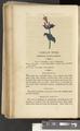 A New Family Herbal or Familiar Account of the Medical Properties of British and Foreign plants also their uses in Dying and the Various Arts arranged according to the Linnaean System [p138]