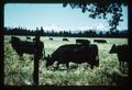 Three Sisters mountains and black angus cattle at Lazy Z Ranch, Oregon, 1965