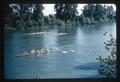 Crew race on Willamette River, Oregon, 1966