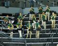 Green Garter Band, 2015