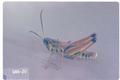 Chorthippus curtipennis (Meadow grasshopper)