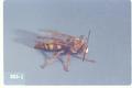 Sphecius grandis (Western cicada killer)