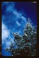 Noble fir seed cones on Marys Peak, 1962