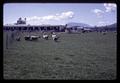 Sheep pasture, Sheep Barn, Feed Mill, and Beef Barn, Oregon State University, Corvallis, Oregon, circa 1970