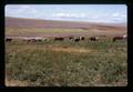 Beef cattle on irrigated pasture, Sherman County, Oregon, circa 1973